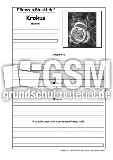 Pflanzensteckbrief-Krokus-SW.pdf